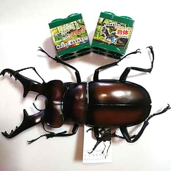 ノコギリクワガタ&ミヤマクワガタ　メガフィギュア３種セット Amazon.co.jp: 品 ミヤマクワガタ メガ フィギュア 昆虫 合体